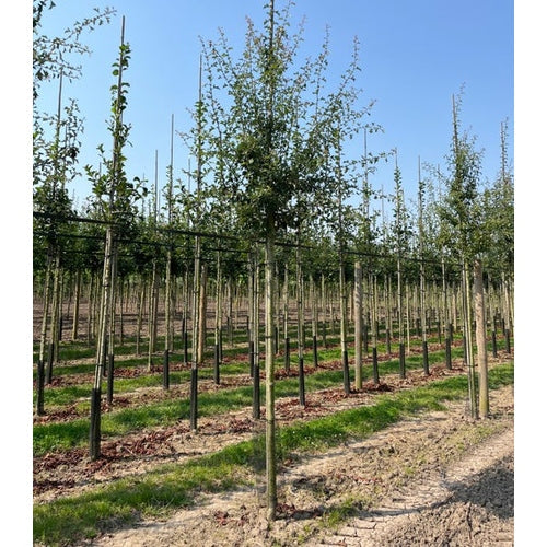 Trubbhagtorn - Crataegus monogyna - Rungon ympärys 16-18 cm, korkeus 3,5-4 metriä, HS,