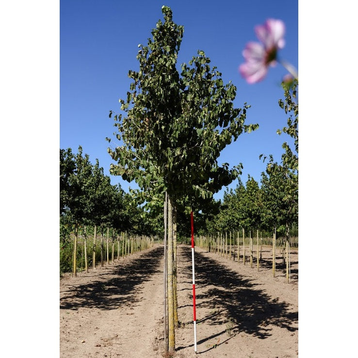 Turkkilainen hasselpähkinä - Corylus colurna - Rungon ympärysmitta 18-20 cm, korkeus 4 +/- metriä, HS,