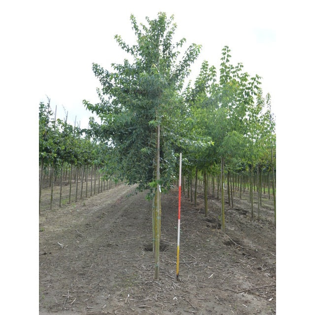 Tridenttamm - Acer buergerianum - Kannan ympärysmitta 16-18 cm, korkeus 3,5-4 metriä, HS,