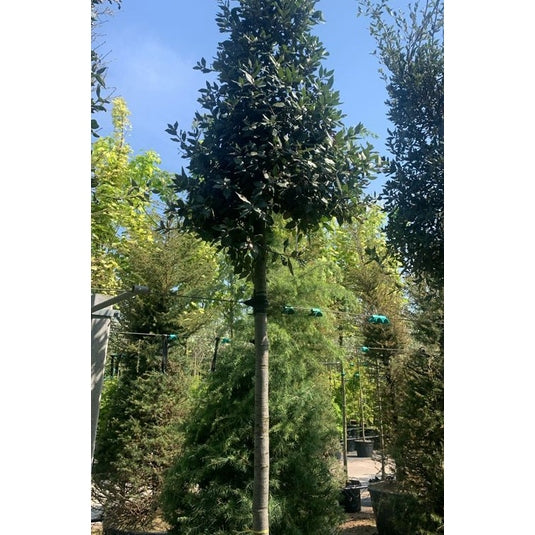 Stenek - Quercus ilex - Rungon ympärys 16-18 cm, korkeus 3,5-4 metriä, HS, CONT