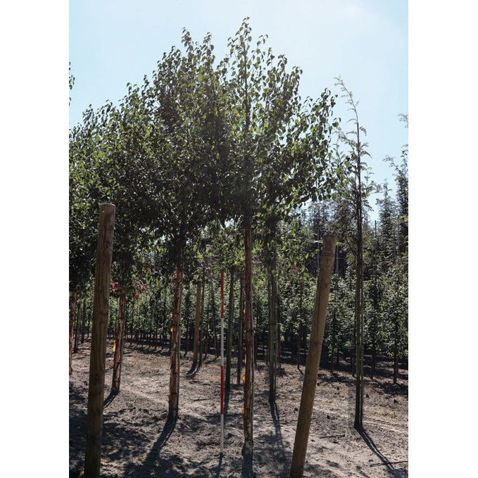 Kiinalainen koivu - Betula albosinensis &
