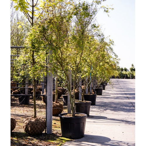 Japanilainen vaahtera - Acer palmatum 300-350 MS CONT