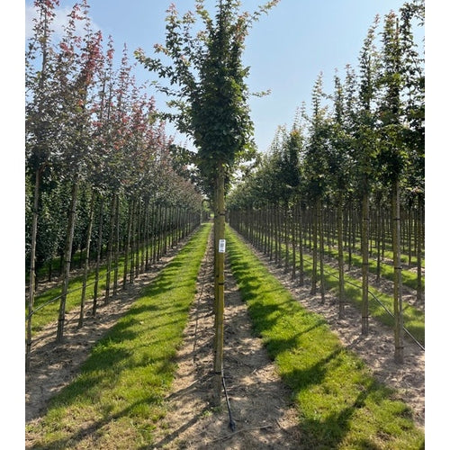 Naverlönn - Acer campestre &