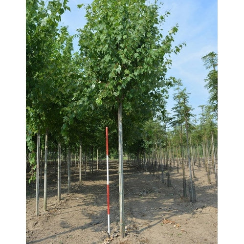Freemanlönn - Acer freemanii &