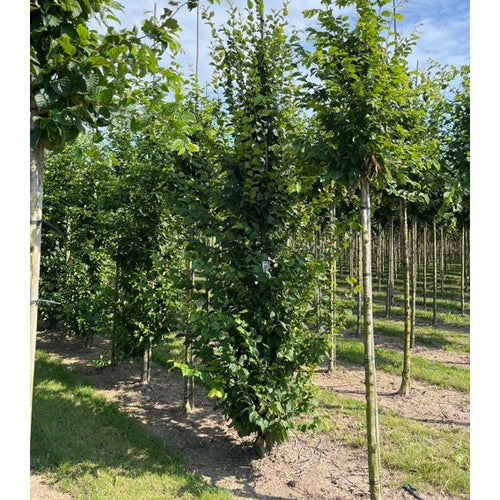 Avenbok - Carpinus betulus &