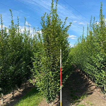 Pyramidahäkkipuu - Carpinus betulus &