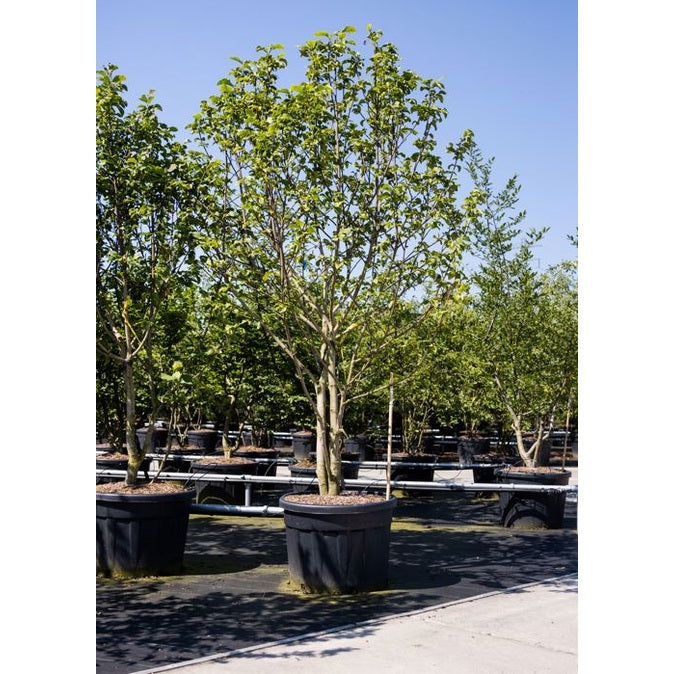 Japani magnolia - Magnolia kobus 300-350 MS