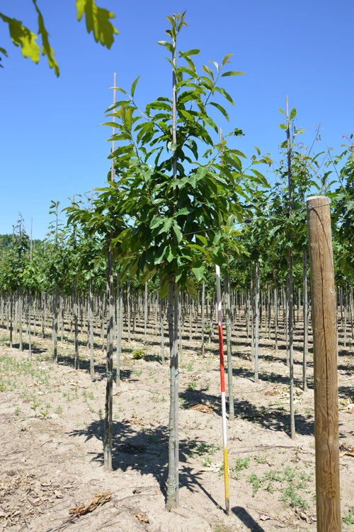 Aito kastanja - Castanea sativa - Rungon ympärys 14-16 cm, korkeus 3,5-4 metriä, HS,
