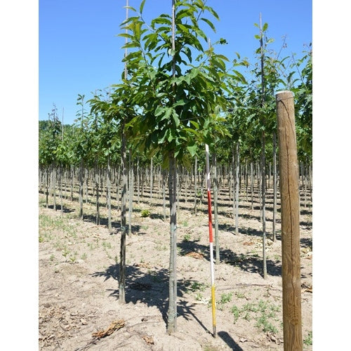 Aito kastanja - Castanea sativa - Rungon ympärys 16-18 cm, korkeus 3,5-4 metriä, HS,