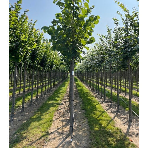 Mustalinda - Tilia americana &