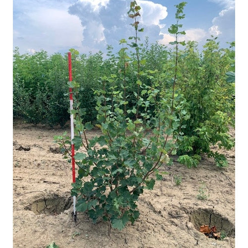 Italialainen vaahtera - Acer opalus 200-250 MS