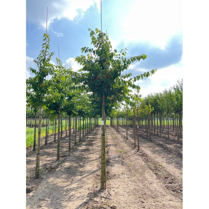 Tokyokirsikka - Prunus yedoensis - Rungon ympärys 20-25 cm, korkeus 4-4,5 metriä, HS,