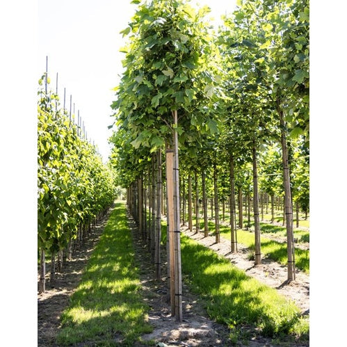 Tulppaanipuu - Liriodendron tulipifera 12-14 HS,