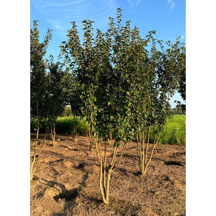Koristekirsikka - Prunus &