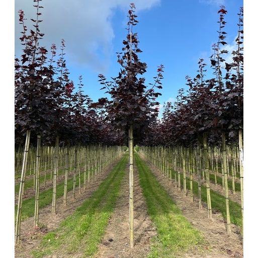 Vaahtera - Acer platanoides &