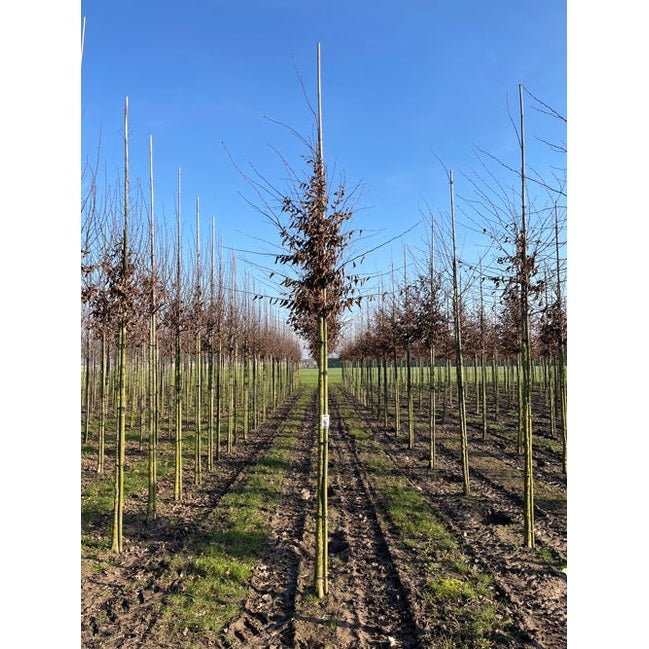 Avenbok - Carpinus betulus - Rungon ympärys 14-16 cm, korkeus 3,5-4 metriä, HS,