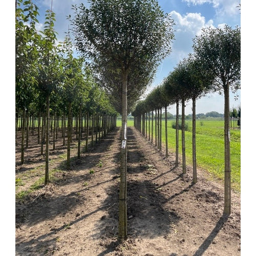 Klotkirsikka - Prunus eminens &