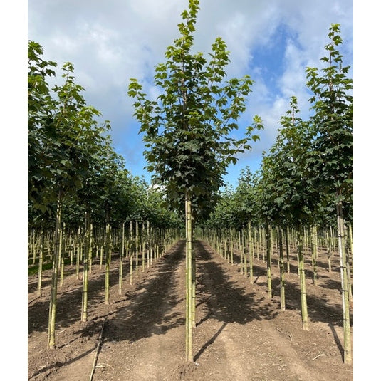 Tysklönn - Acer pseudoplatanus &