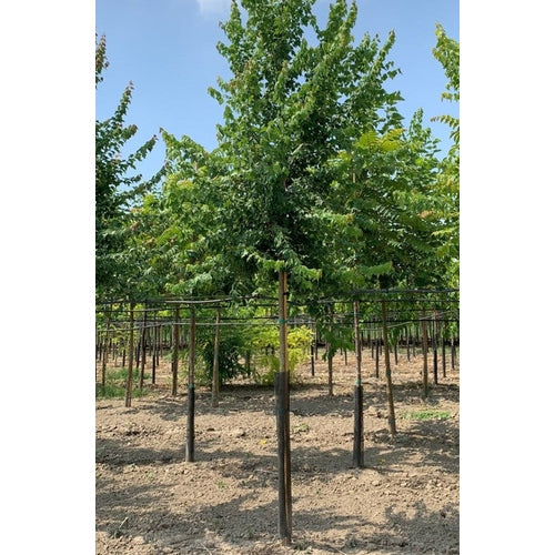Tridenttamm - Acer buergerianum - Rungon ympärysmitta 14-16 cm, korkeus 3,5-4 metriä, HS,
