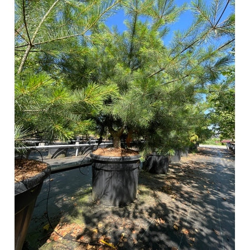 Weymouthtall - Pinus strobus 250-300 MS CONT