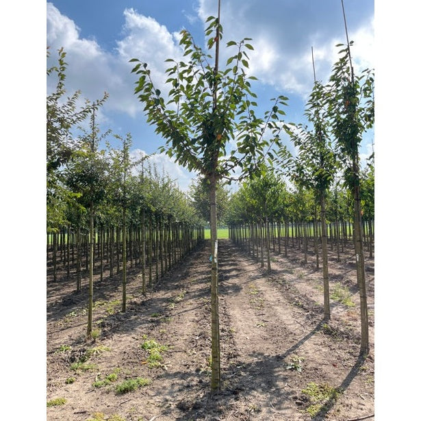 Makeamarja - Prunus avium - Rungon ympärysmitta 16-18 cm, korkeus 3,5-4 metriä, HS,
