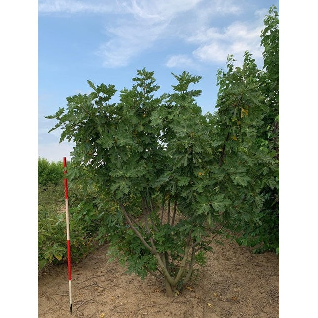 Fiku - Ficus carica 200-250 MS DRKL
