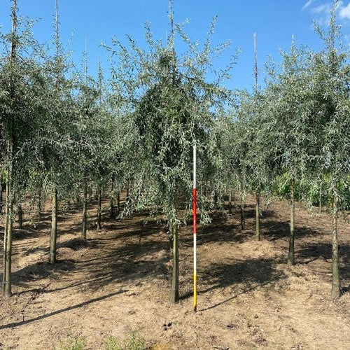 Hopeapäärynä - Pyrus salicifolia &