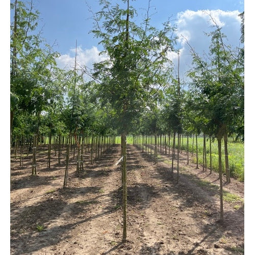 Korstörne - Gleditsia triacanthos &