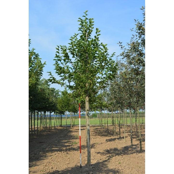 Japanilainen magnolia - Magnolia kobus - Rungon ympärys 16-18 cm, korkeus 3,5-4 metriä, HS,