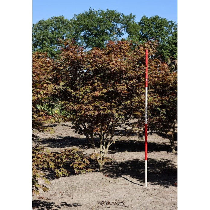 Japanilainen vaahtera - Acer palmatum &