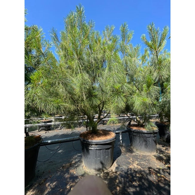 Himalajatalli - Pinus wallichiana 200-250 MS CONT