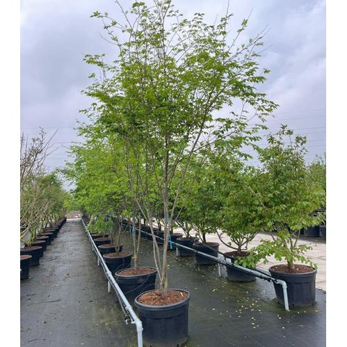 Japani zelkova - Zelkova serrata 350-400 MS CONT