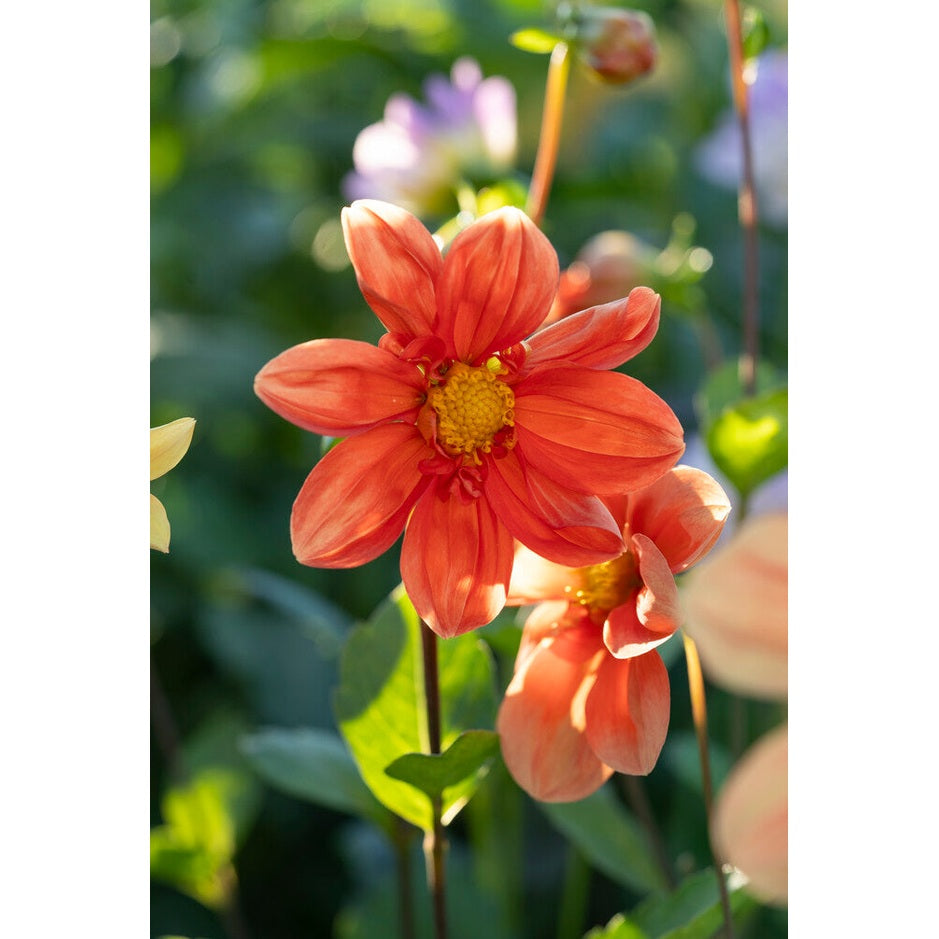 Dahlia Special G.F Hemerick 1-pakkaus