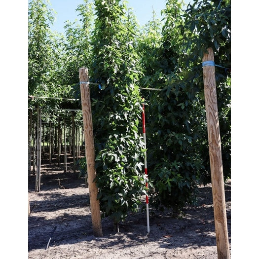 Ambrapuu - Liquidambar styraciflua &