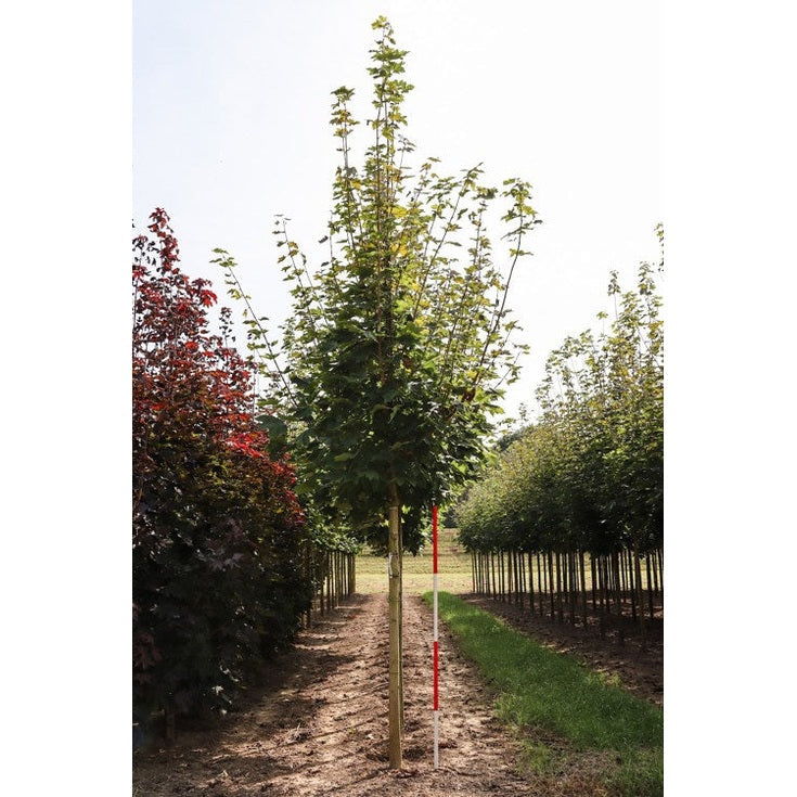Vaahtera - Acer platanoides - Rungon ympärysmitta 20-25 cm, korkeus 4-4,5 metriä, HS,