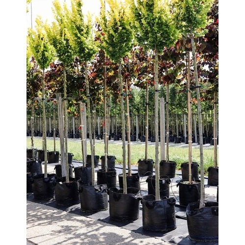 Guldalm - Ulmus hollandica &