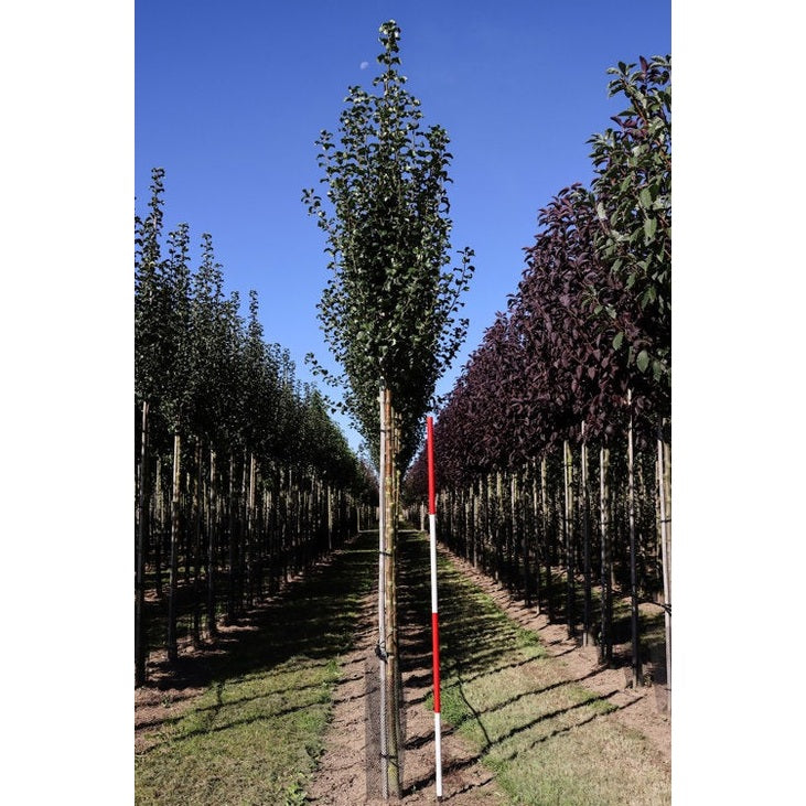 Päärynä - Pyrus communis &