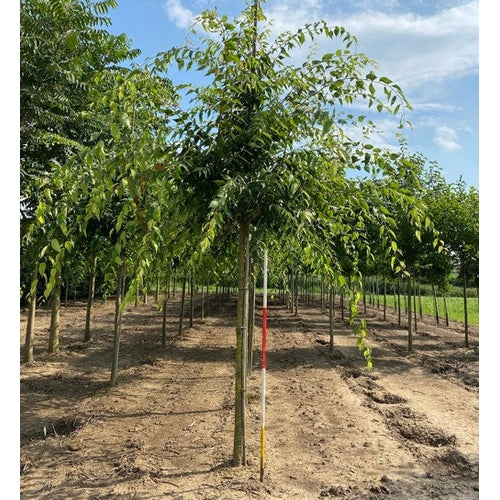 Japanilainen zelkova - Zelkova serrata - Rungon ympärysmitta 18-20 cm, korkeus 4 +/- metriä, HS,