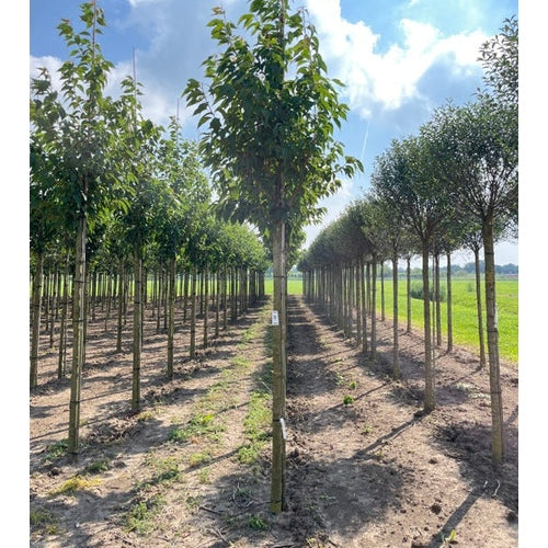 Koristekirsikka - Prunus serrulata &