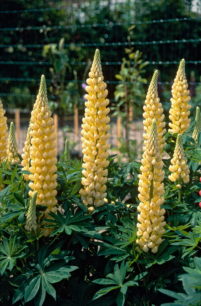 Lupinus Saffron 1-pakkaus