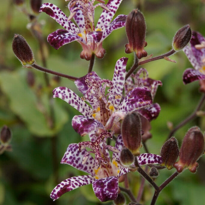 Taiwanskugglilja - Tricyrtis Formosana 2-pack