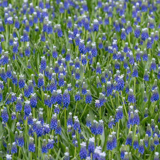 Armenisk pärlhyacint-Muscari armenicum 'Touch of Snow' 10-pack