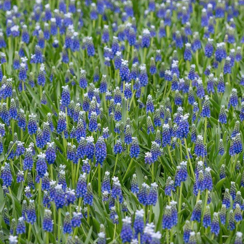 Armenialainen helmihyasintti-Muscari armenicum &