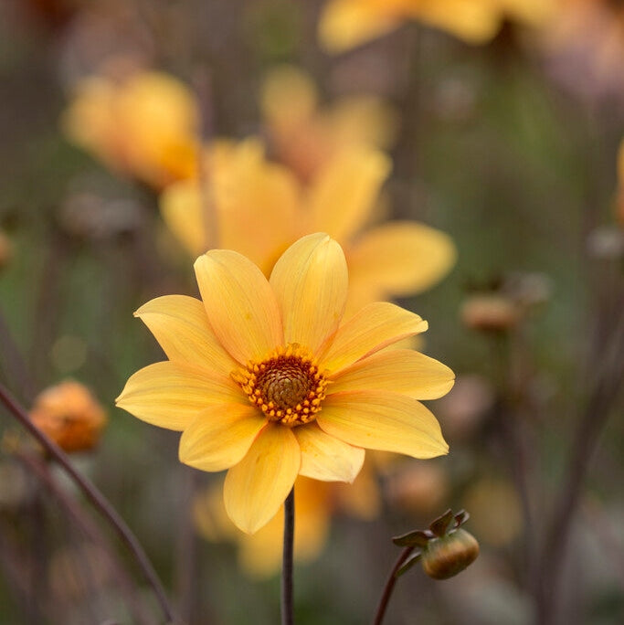 Dahlia Border Yorkin piispan 1-pakkaus