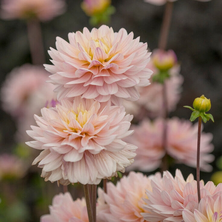 Dahlia Dekoratiivinen Diana&