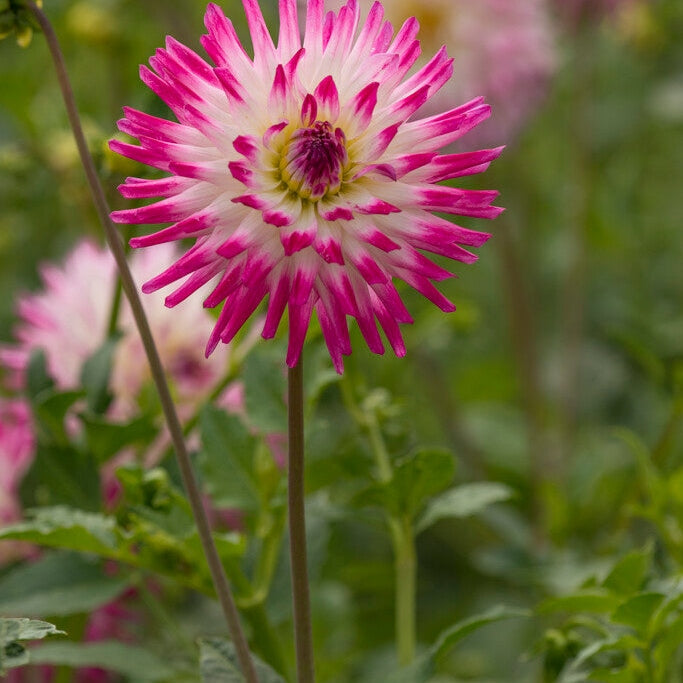 Dahlia Kaktus Hayley Jane 1-pakkaus