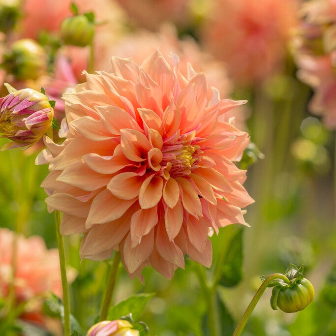 Dahlia Dekoratiivinen Tyrell 1-pakkaus