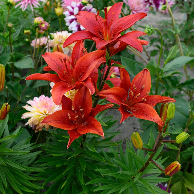 Lilium Red County 2-pack