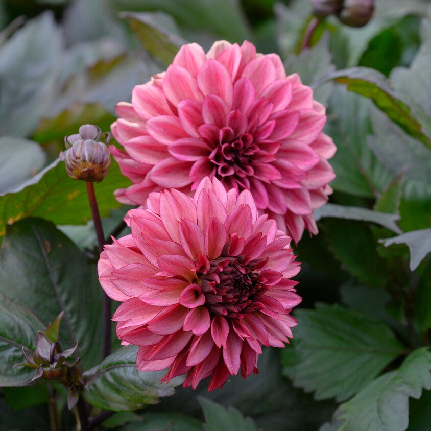 Dahlia Dekorativ Night Silence 1-pack