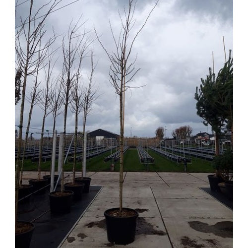 Robinia - Robinia pseudoacacia &